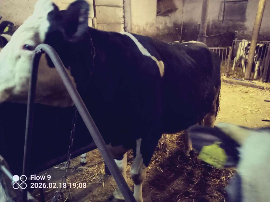 Sprzedam jałówkę cielną