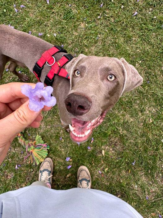O Weimaraner Hugo está à procura de uma família [adoption]