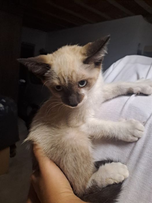 Gatinho macho com 2 meses para adoção