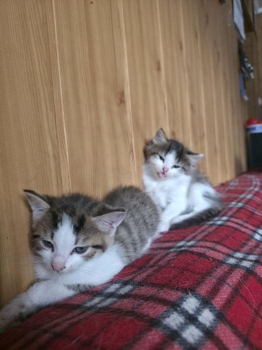 Kotki do adopcji