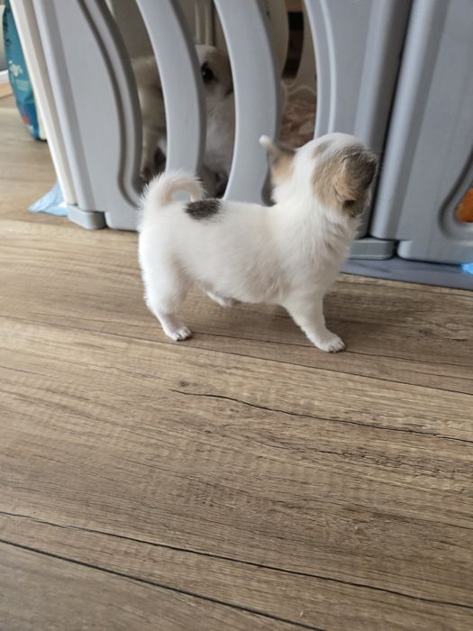 Chihuahua bardzo maleńka sunia