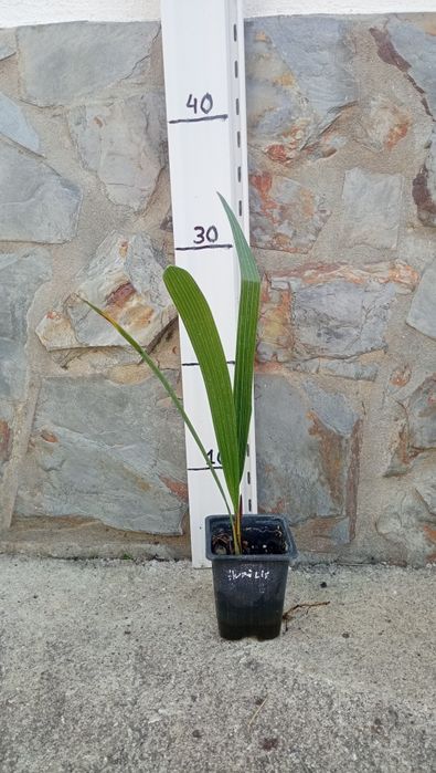 Palmeira Chamaerops Humilis e Trachycarpus Fortunei