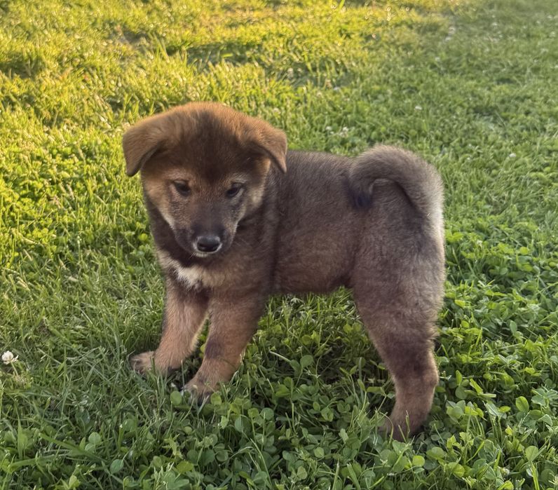 Shiba inu sezamowy chlopak