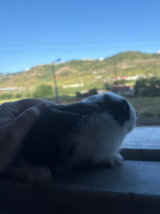 Coelhinho anão lindo bebé preto e branco