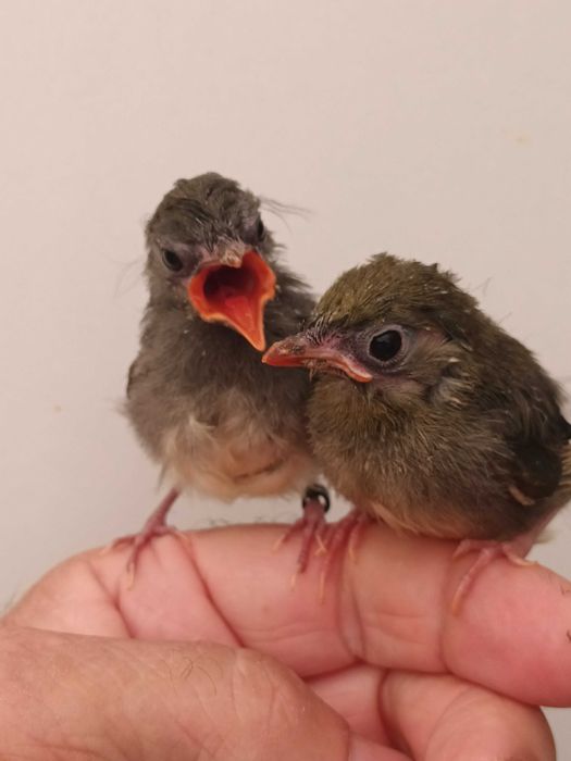Casais de rouxinois do japão anilhados   2025 outras aves