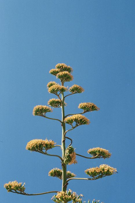 Kodak Vision 3 AHU 250d - Rolos fotográficos/analógicos 35mm