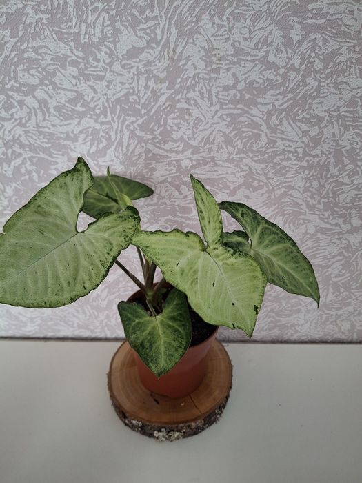 Кімнатні рослини