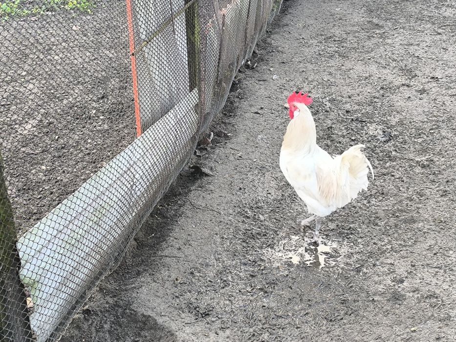 Sprzedam koguty młode