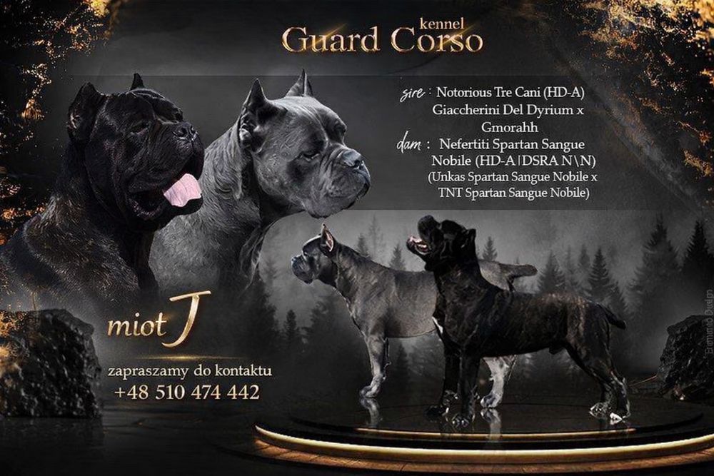 Cane Corso zapowiedź miotu