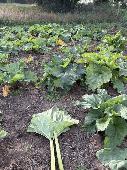 RABARBAR Ekologiczny, prosto z pola, ŚWIEŻO CIĘTY