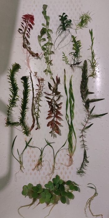 Папороті,анубіаси,рослини