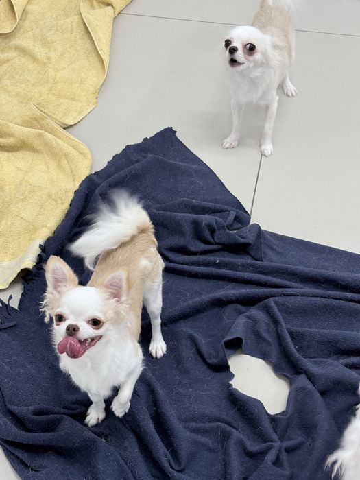 Chihuahua dziewczynka FCI