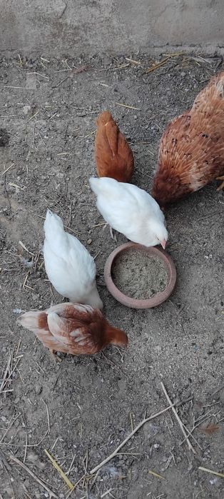 Frangos para venda