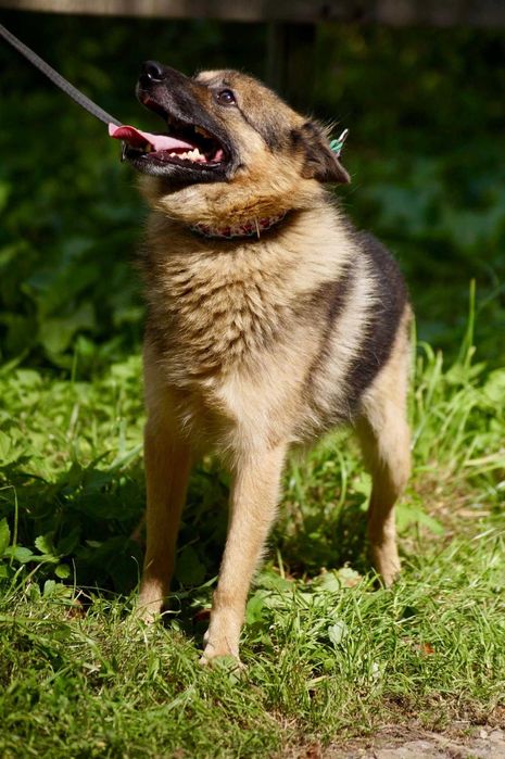 Towarzyski i aktywny, młody, średniej wielkości pies szuka domu