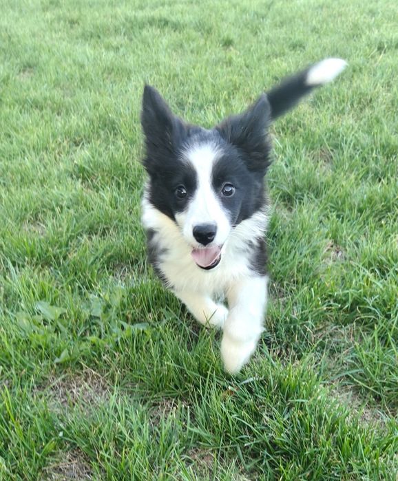 Border Collie czarno-biała suczka Juno, gotowa do odbioru