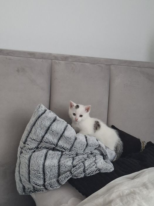 Oddam kotke w dobre ręce