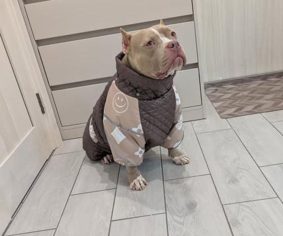 одяг для собак великі розміри