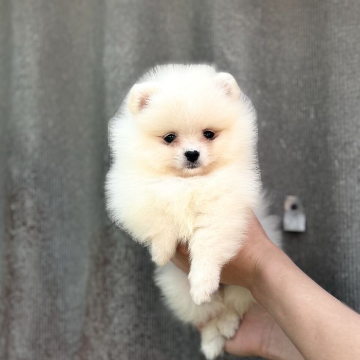 лялькова дівчинка шоу класу