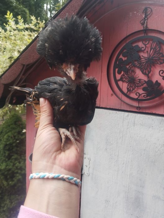 Kury ozdobne Silka, Białoczub holenderski,czubatka Padewska Dowóz