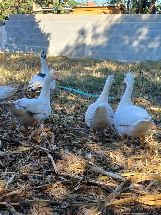 Patos/as para venda