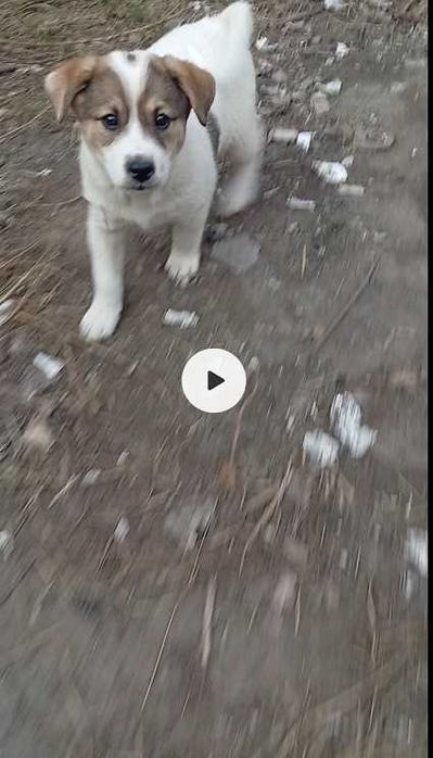 віддам цуценят, безкоштовно