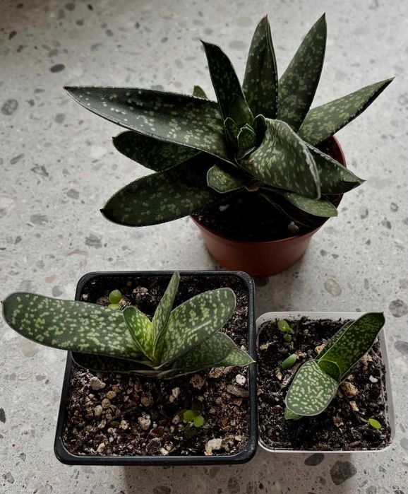 Sukulent Kwiat doniczkowy Gasteria Carinata
