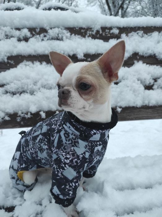 Чіхуахуа хлопчик шукає подружку для в'язки!!!