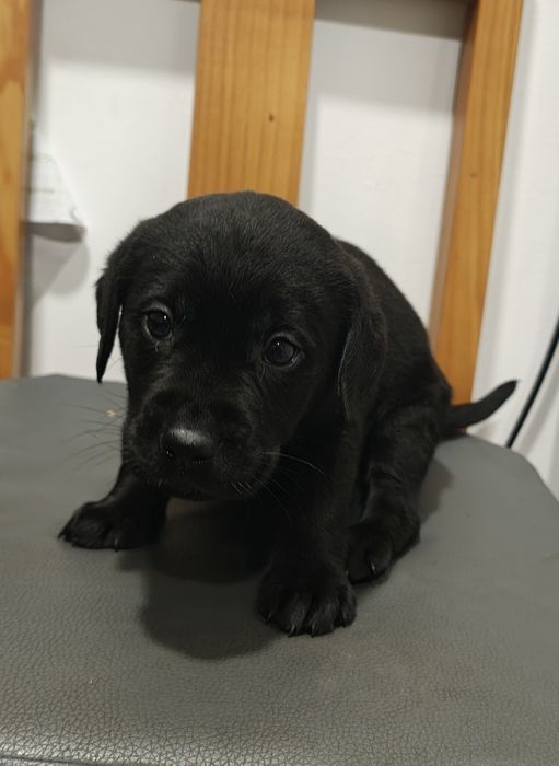 Labrador macho puro