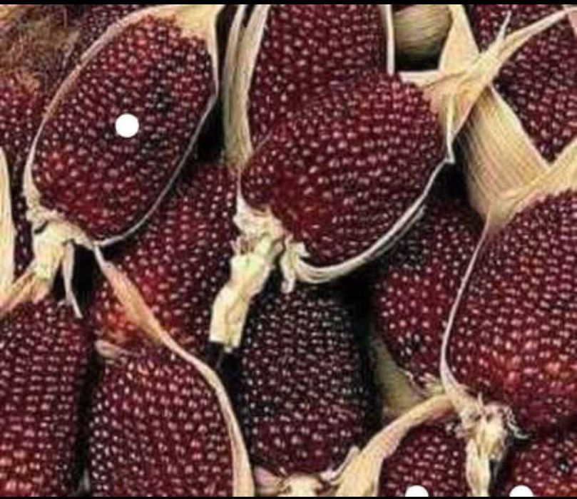 Milho pipoca morango