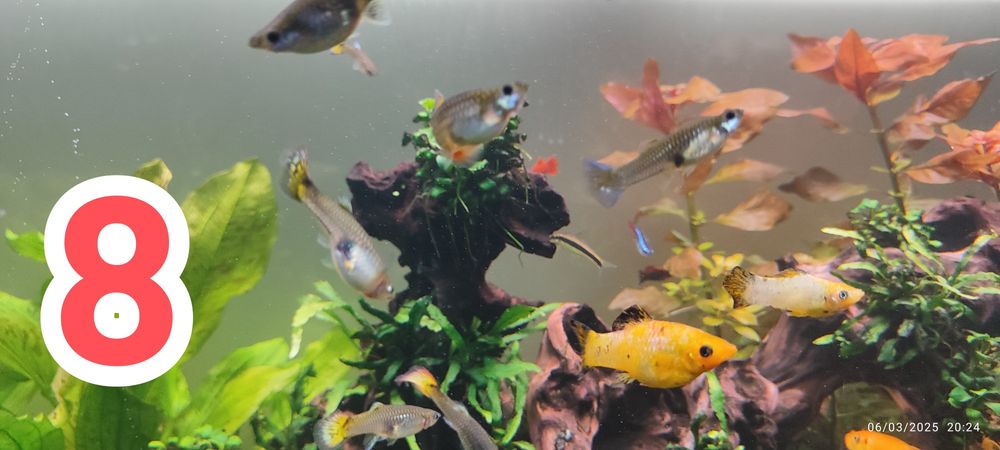 Plantas / Peixes aquario