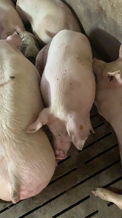 Sprzedam loszki danbred x landrace z francji