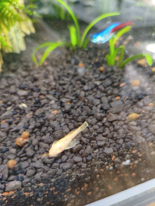 Glonojad albinos