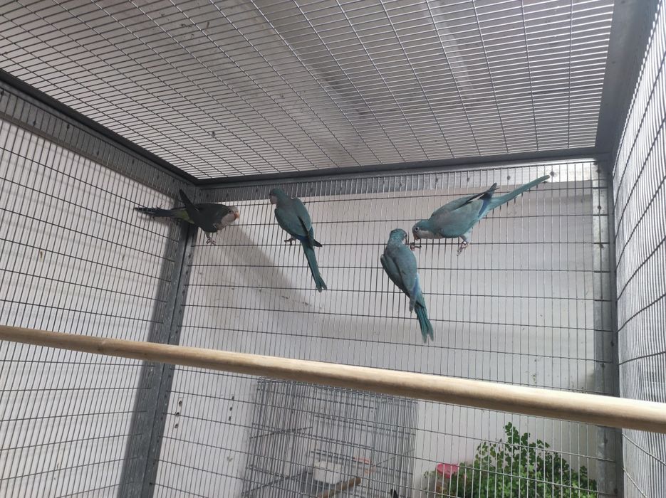 Casal disponível não congénito com toda a decomentacao