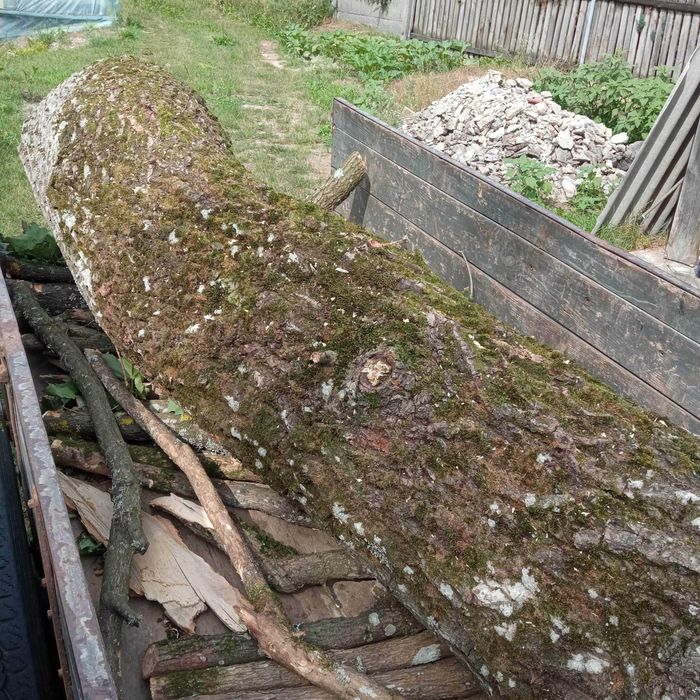 Kłoda dębowa dłużyca dąb tartaczny