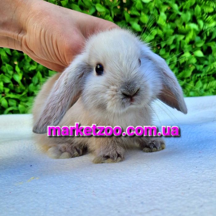 Мини кролик вислоухий баранчик mini lop сиамский карликовые кролики