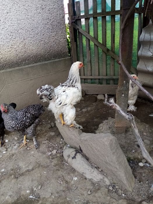 Продам інкубаційні яйця брама