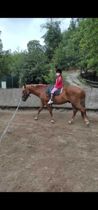 Cavalo cruzado castrado