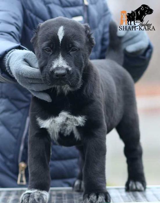 Чорна красуня САВ