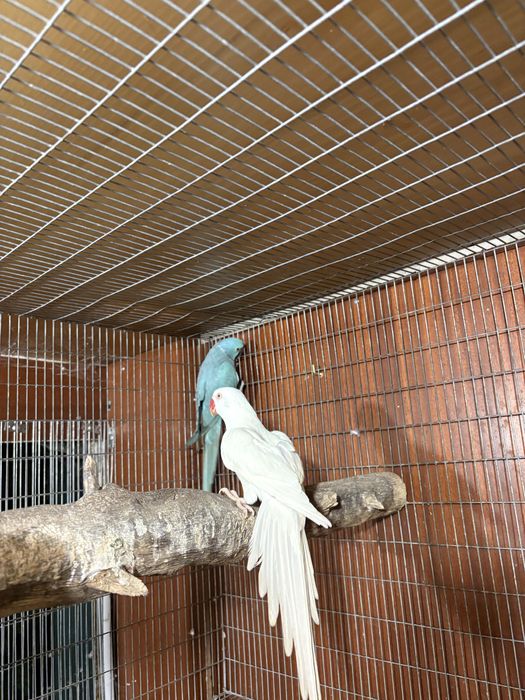 Ring necks machos e femeas