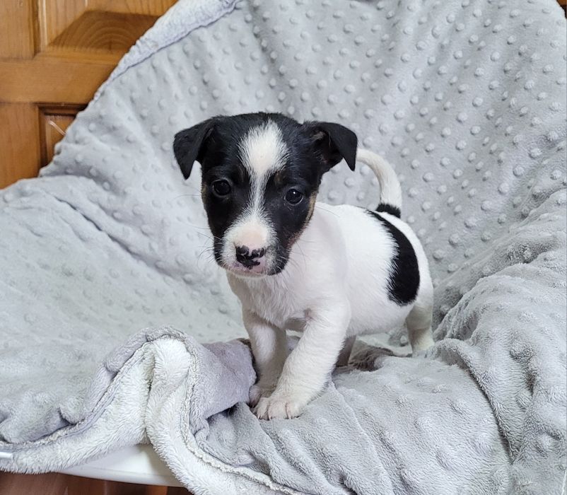 Jack russel femea
