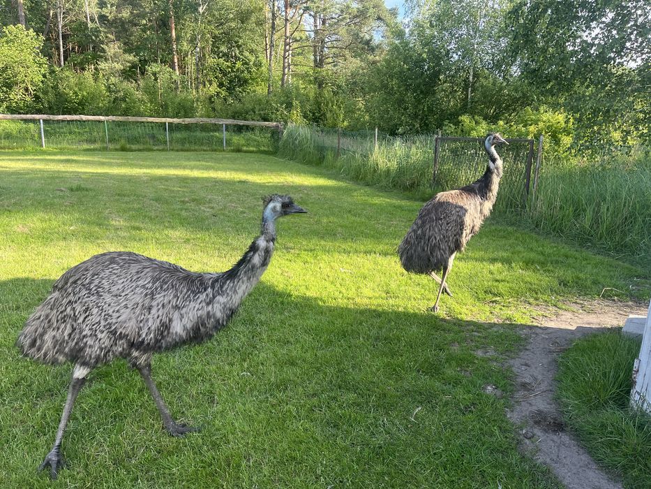 Sprzedam strusie emu
