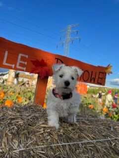 West highland terrier