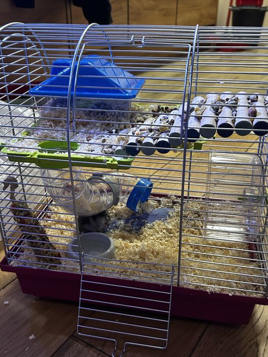 Chomik z klatka i jedzeniem