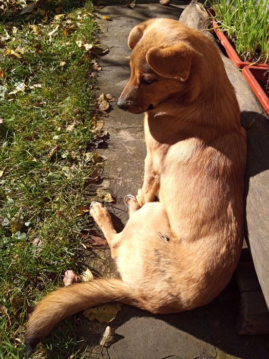 Шукає дім невеличка собачка цуценя щенок песик Безкоштовно