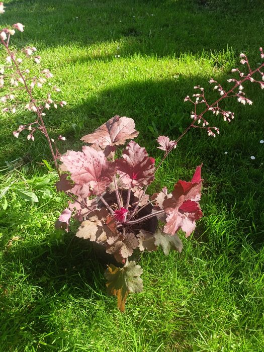 Żurawka duża sadzonka