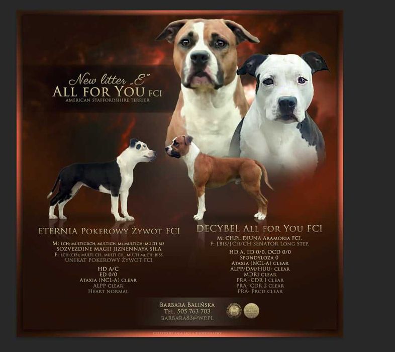 Rezerwacja amstaff- ELPIDA All for You FIC