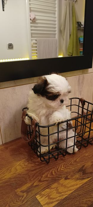 Suczka, Mal- shi, maltańczyk, shih tzu