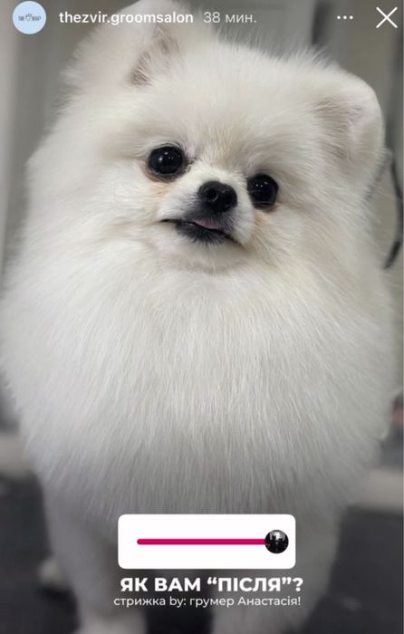 Мініатюрний померанський шпіц / шпиц — білий хлопчик, подарункова ціна