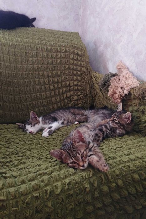 Кошенята шукають дім