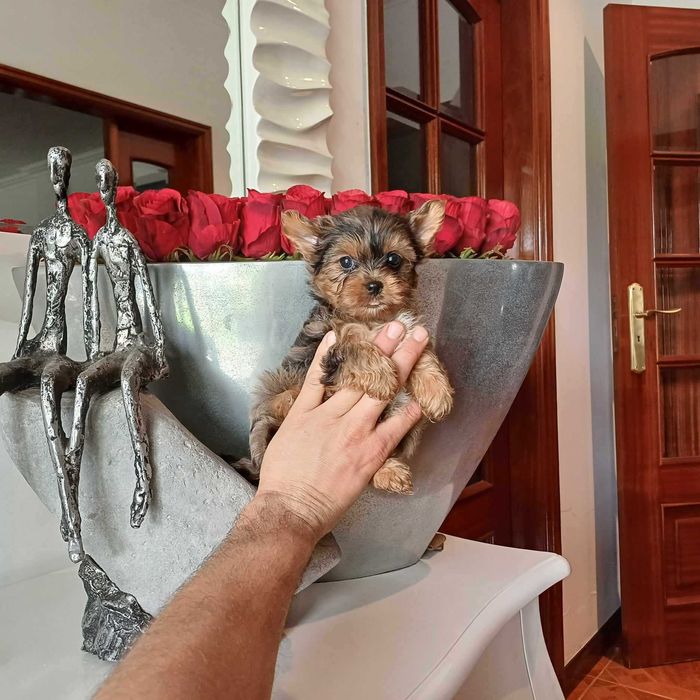Yorkshire Terrier Miniatura MACHINHO BLACK MERLE